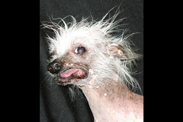Is your dog ugly?