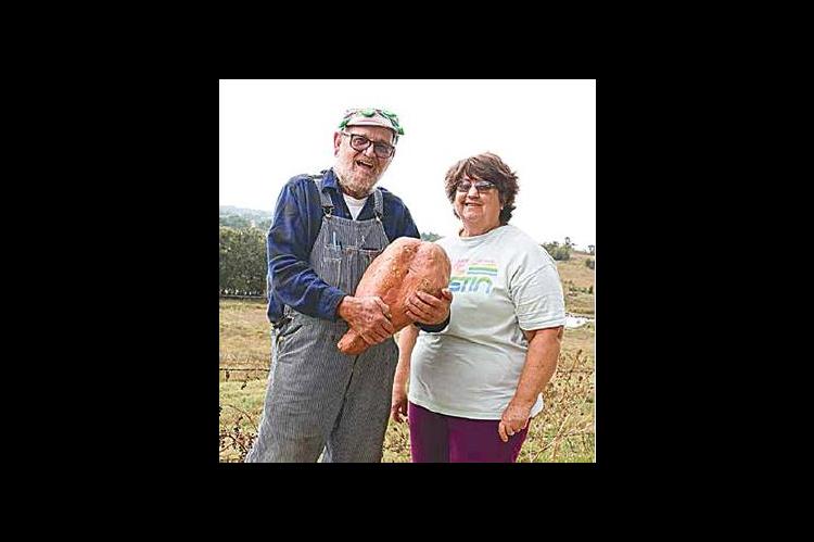 Holdenville Man Grows 25.2lb Sweet Potato