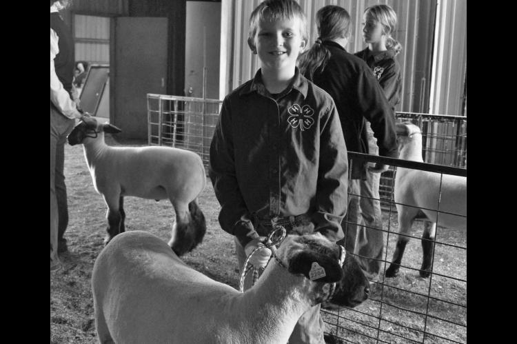 Moss Local Livestock Show