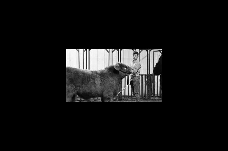 Moss Local Livestock Show