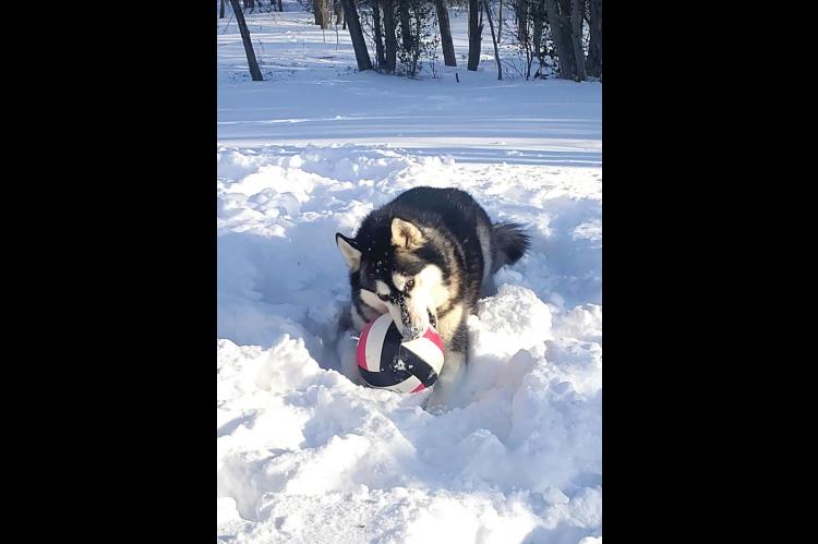 THIS MAJESTIC DOG