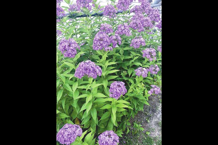 Sue Wilbourn’s amazing yard full of beautiful flowers and plants