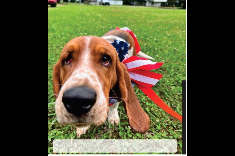 Is Wetumka going to the dogs?