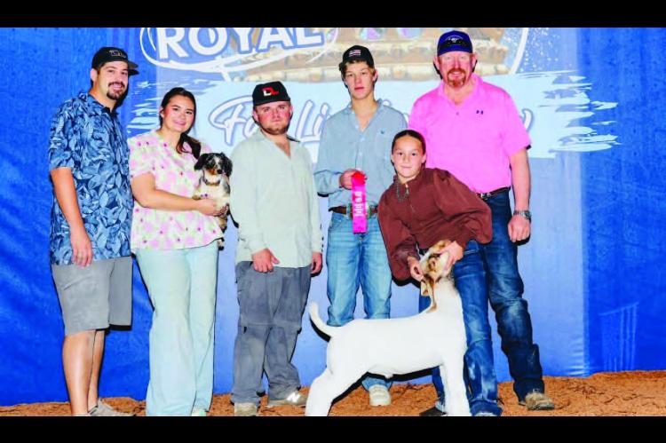 Moss 4H member, Vylie Cook showed at the American Royal Livestock Show in Kansas City over Fall Break. She placed 2nd in Class 1 with her wether goat, Peachy