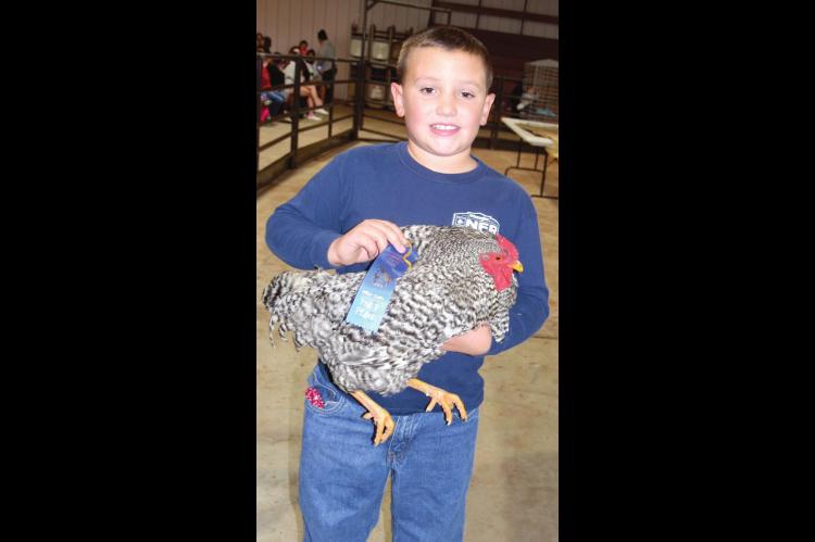 Blue Ribbon Chickens are Egg-cellent!