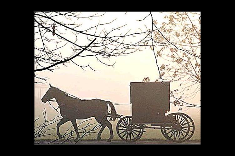 The Amish Cook