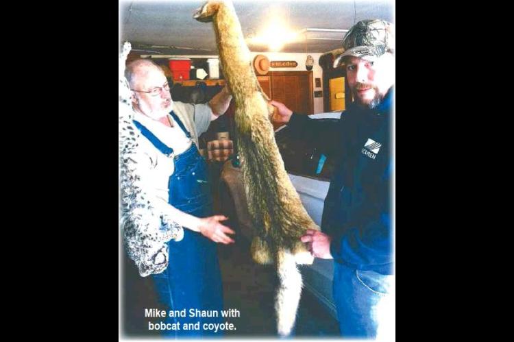 Mike and Shaun with bobcat and coyote.