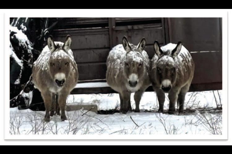 Vick Family and Their Donkeys Enjoy Winter Weather Near Bearden