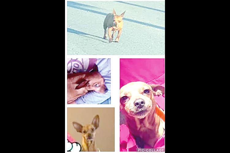 LOST DOG