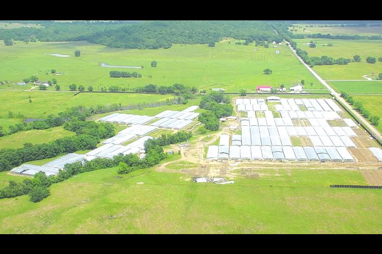19 Marijuana Farms in Wetumka/Dustin Area Chinese Investors Believed to be Reason for Growth