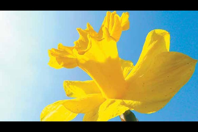 Flowers Continuing to Bloom Beautifully in Complete Defiance of Government Lockdown