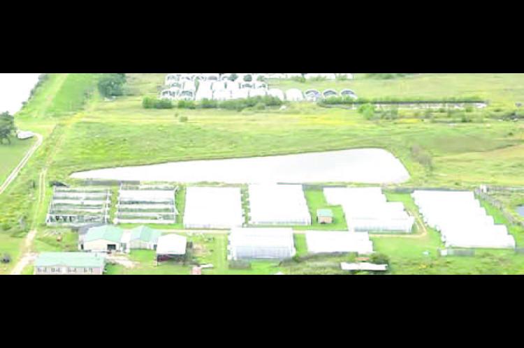 ILLEGAL POT FARM BUSTED NORTH OF YEAGER