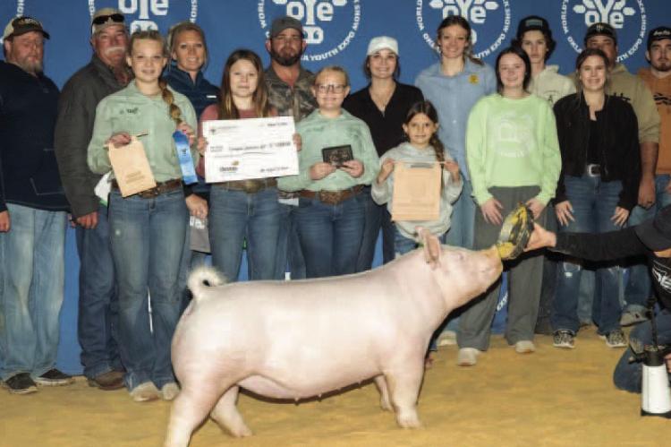 GINELLE HUFF WINS BREED CHAMPION YORK GILT AND MAKES NIGHT OF STARS GILT SALE AY OYE 2024.