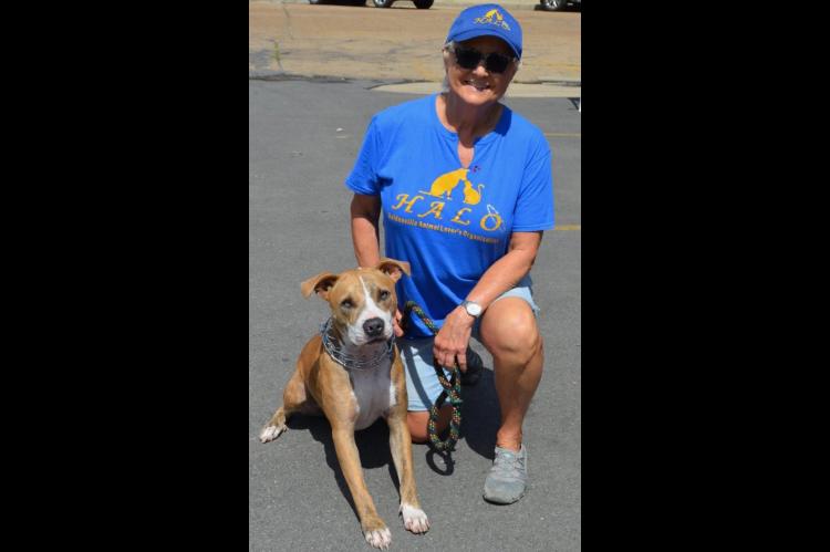 Donna Lipe