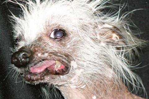Is your dog ugly?