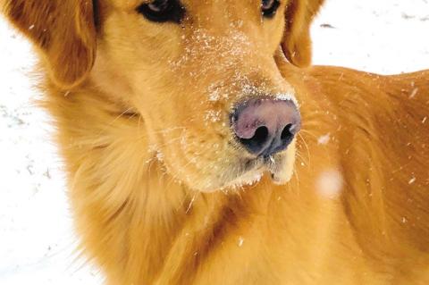 Dustin without water