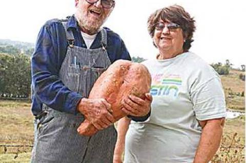 Holdenville Man Grows 25.2lb Sweet Potato