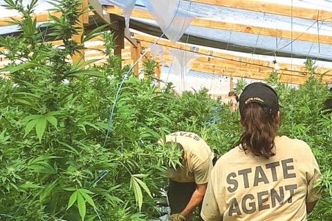 OBN Agents Bust Illegal