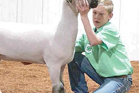 Moss local livestock show highlights