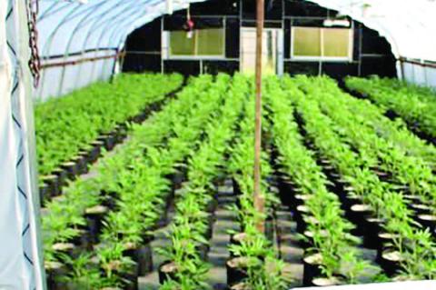 ILLEGAL POT FARM BUSTED NORTH OF YEAGER