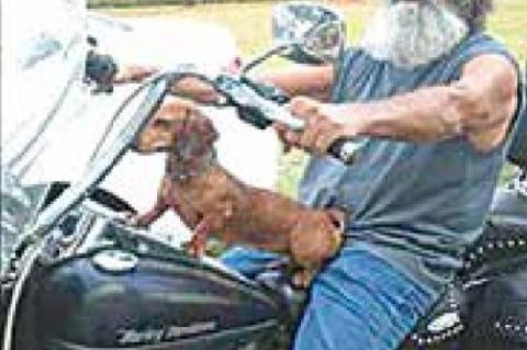 David Austin Crawshaw 