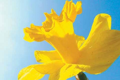 Flowers Continuing to Bloom Beautifully in Complete Defiance of Government Lockdown