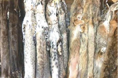 LARGE NUMBER OF BEAUTIFUL PELTS AT THE FUR SHED