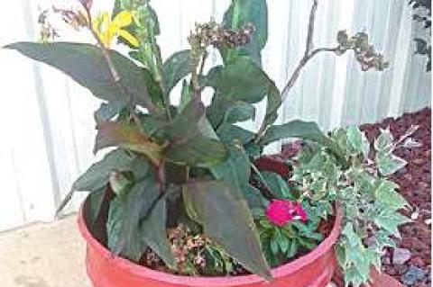 Article Image Alt Text