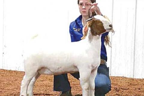 Moss local livestock show highlights
