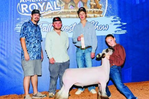 Moss 4H member, Vylie Cook placed 8th in Class 2 Blackface Cross with her sheep, Bad Bunny.