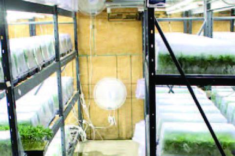 ILLEGAL POT FARM BUSTED NORTH OF YEAGER