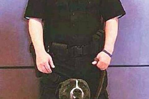 Article Image Alt Text